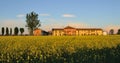Cascina rural building with field mustard (Brassic Royalty Free Stock Photo