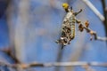 Caseworm of caterpillar on the tree