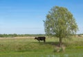 A cash cow stands in the shade of a tree on the shore of a lake against the backdrop of a pasture