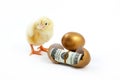 Cash hatched from eggs and chicken is golden