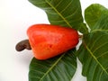 Cashew (Anacardium occidentale)