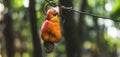 The cashew apple fruit ripens on the tree in the tropics. Royalty Free Stock Photo