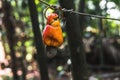 The cashew apple fruit ripens on the tree in the tropics. Royalty Free Stock Photo