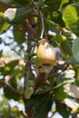 Cashew Apple and nut on tree Royalty Free Stock Photo
