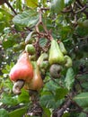 Cashew Apples with Raw Cashew Nuts Growing on Tree in Tropical Environment Royalty Free Stock Photo