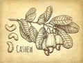 Cashew branch and nuts.