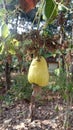 Yellow cashew fruit with flowers