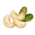 Cashew composition watercolor isolated on white background