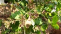 Cashew flower Cashewnut and leaf