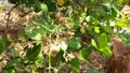 Cashew flower Cashewnut and leaf