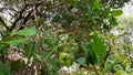 Cashew flower leaf and cashewnut