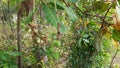 Cashew flower leaf and cashewnut