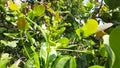 Cashew flower leaf and Cashew tree
