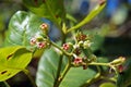 Cashew flowers, Anacardium occidentale, on tree