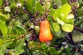 Fruit of the Cashew Tree