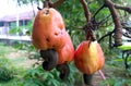 Cashew fruit Anacardium occidentale also know as buah gajus