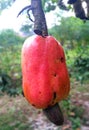 Cashew fruit  Anacardium occidentale  also know as buah gajus Royalty Free Stock Photo