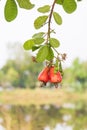 Cashew Anacardium occidentale hanging on tree
