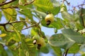 Cashew fruit, anacardium occidentale, hanging on tree, Belize Royalty Free Stock Photo