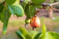 Cashew fruit (Anacardium occidentale) hanging on tree. Cashew nuts growing on a tree This extraordinary nut grows Royalty Free Stock Photo