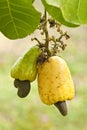 Cashew fruit