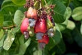 Cashew fruit