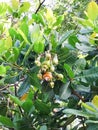 Cashew fruit indonesian unique plant Royalty Free Stock Photo