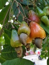 Cashew Fruits or Cashew Apples