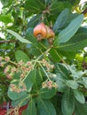 Cashew Fruits or Cashew Apples With Its Flowers
