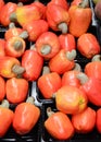 Cashew fruits Royalty Free Stock Photo