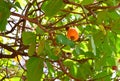 Cashew Fruits with Nuts on branch of Cashew Tree - Anacardium Occidentale