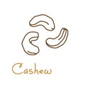 Cashew hand drawn graphics element for packaging design of nuts and seeds or snack. Vector illustration in line art