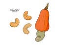 Cashew. Hand-drawn sketch - Vector