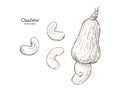 Cashew. Hand-drawn sketch - Vector