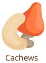 Cashew icon. Cartoon nut. Raw organic snack