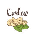 Cashew, kernels and leaves.