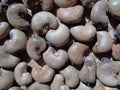 Cashew nut on the drying process with a natural background