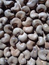 Cashew nut on the drying process with a natural background
