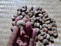 Cashew nut on the drying process with a natural background