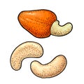 Cashew nut with fetus. Vector engraving black vintage illustration