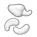 Cashew nut with fetus. Vector engraving black vintage illustration