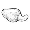 Cashew nut with fetus. Vector engraving black vintage illustration