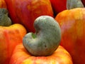 Cashew nut and fruit Royalty Free Stock Photo