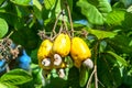 Cashew nut fruit or Anacardium occidentale on tree
