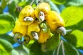 Cashew nut fruit or Anacardium occidentale on tree Royalty Free Stock Photo