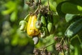 Cashew nut fruit or Anacardium occidentale on tree