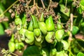 Cashew nut fruit or Anacardium occidentale on tree