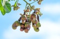 Cashew nut fruit or Anacardium occidentale on tree Royalty Free Stock Photo