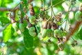 Cashew nut fruit or Anacardium occidentale on tree