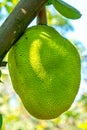 Cashew nut fruit or Anacardium occidentale on tree Royalty Free Stock Photo